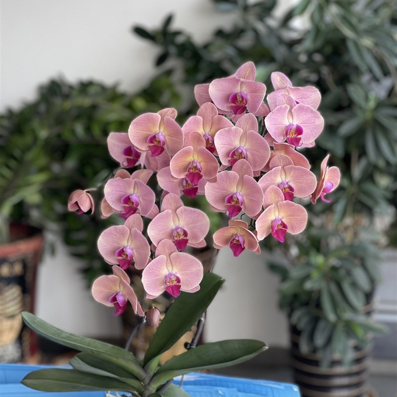 欣欣向荣超大西瓜红蝴蝶兰花带花苞四季好养活盆栽客厅室内花卉