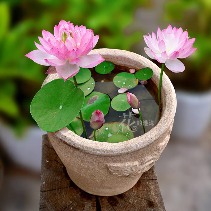 仿洞石雕刻碗莲无孔水培花盆铜钱草水竹春羽荷花古法生态造景鱼缸