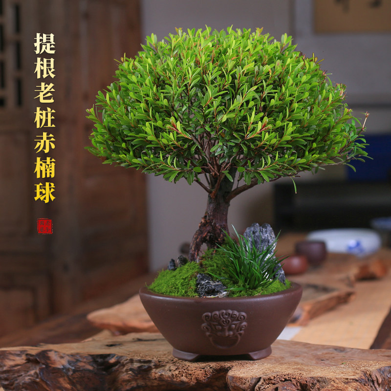 小叶赤楠盆景蘑菇头造型 提根老桩小盆栽 室内观叶植物四季好养适