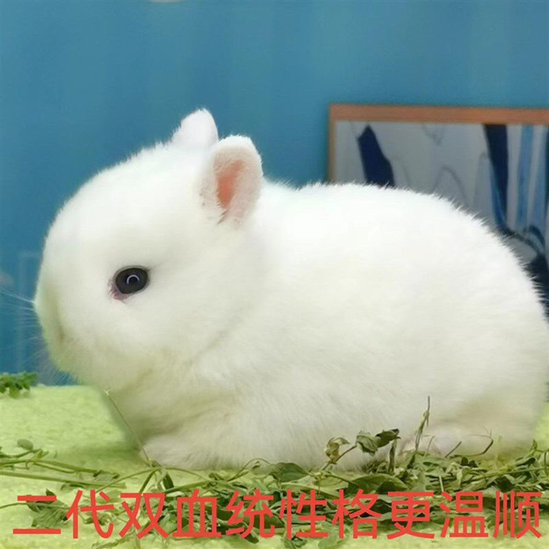 美系双血统侏儒兔活体迷你小型凤眼海棠猫猫兔茶杯宠物兔子活物