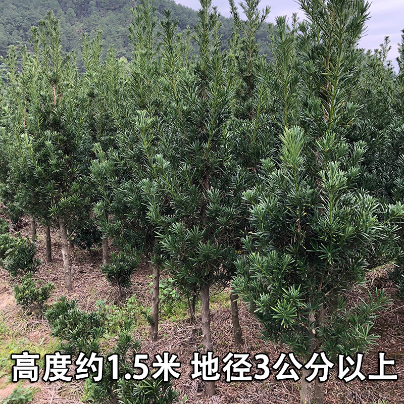 雀舌罗汉松造型素材3公分球型罗汉松庭院盆景 米叶罗汉松大树老桩