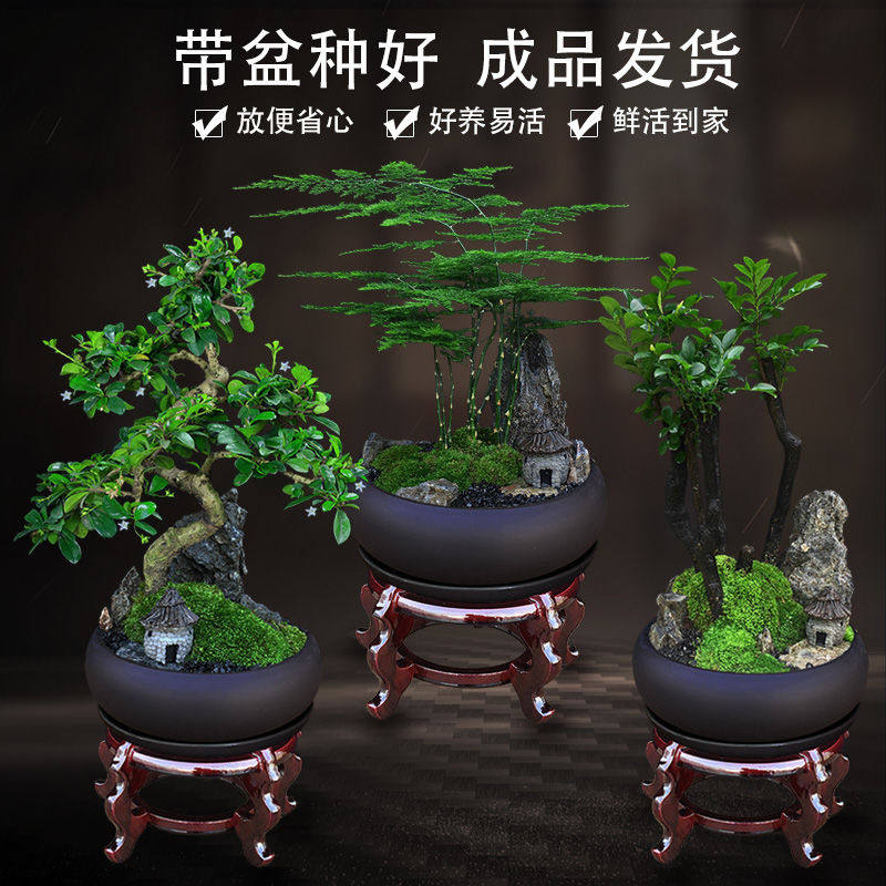室内绿植盆栽文竹办公室桌面植物小叶紫檀黄杨罗汉松发财树真盆景