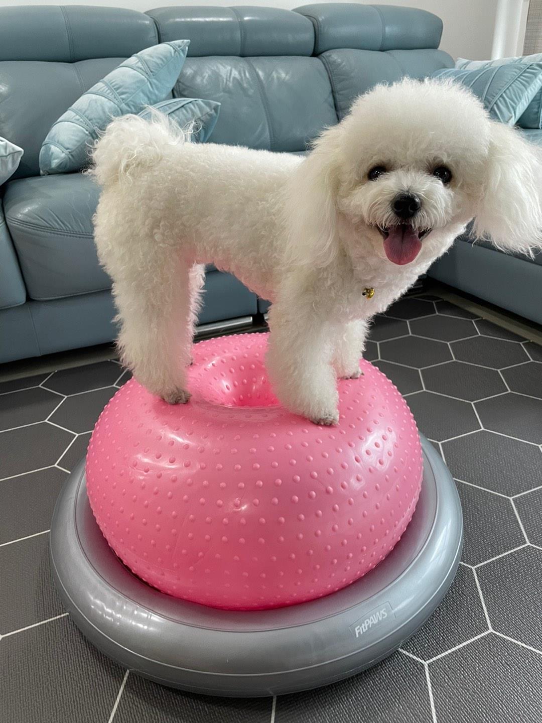 AVC犬狗专用健身DONUT甜甜圈球覆健康覆训练核心肌肉萎缩后肢力量
