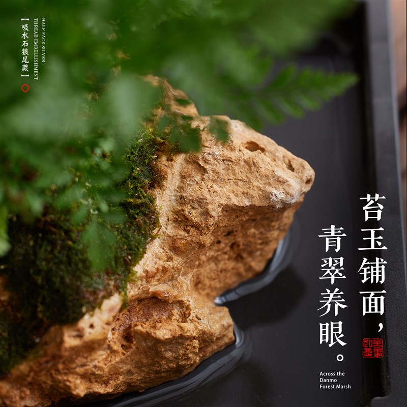 吸水石绿植狼尾蕨盆栽天然假山微景观水培植物懒人好养桌面小摆件