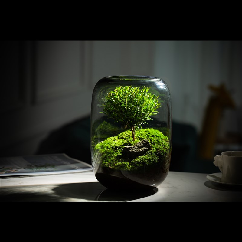 【生命之树】创意桌面苔藓微景观成品盆景好养鲜活绿植生态瓶盆栽