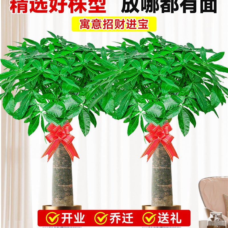发财树客厅盆栽大花盆大型步步高招财树绿植高级感办公室乔迁开业