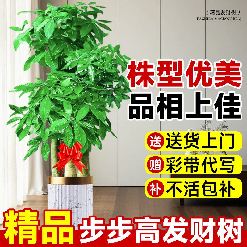 三杆步步高发财树客厅办公室盆栽花盆摆件圆叶高级感盆景大型绿植