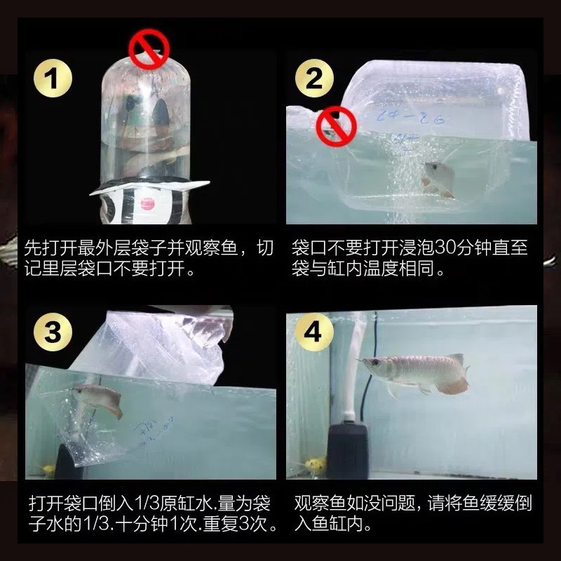 银龙鱼活鱼热带观赏鱼淡水鱼中大型招财鱼活体龙鱼苗