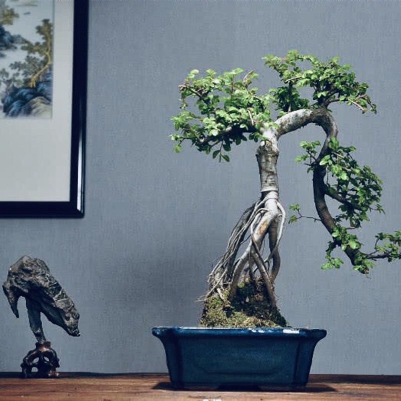 小叶榔榆榆树绿植盆景盆栽