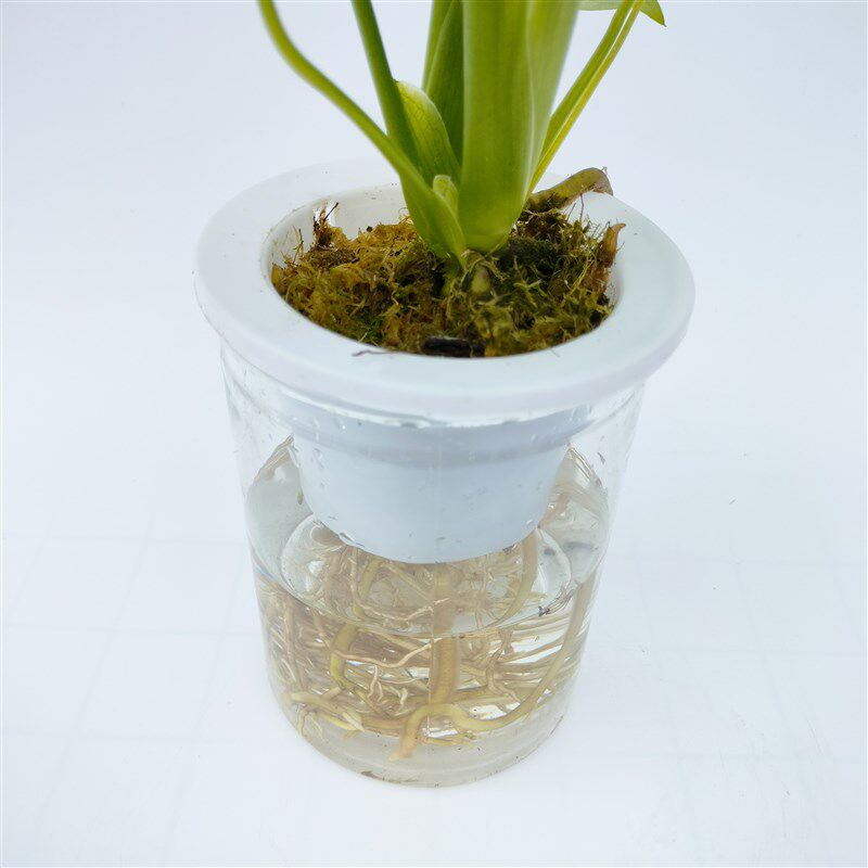 水培龟背竹盆栽绿植花卉吸甲醛净化空气