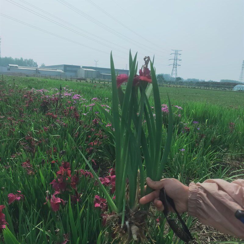 鸢尾花水生鸢尾马兰花黄菖蒲花叶玉蝉花苗蓝花鸢尾绿化苗地栽绿植