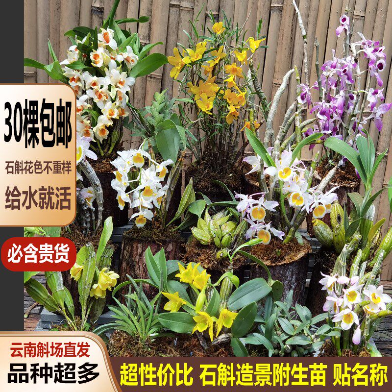 兰花石斛苗花卉清仓组合套餐盆栽附生兰微景植物景观造景新手易活