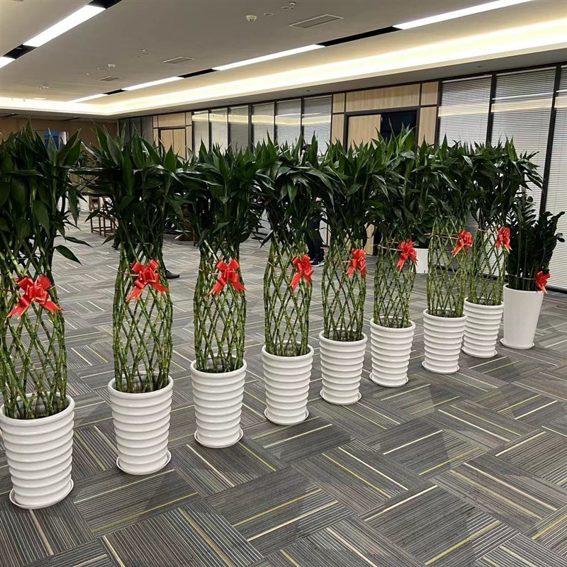 深圳富贵竹笼盆栽开运竹大型绿植办公室客厅室内净化空气花卉盆景