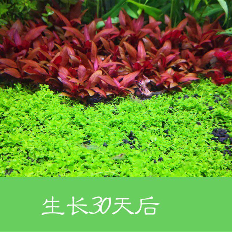 鱼缸水草 前景草 中景草 迷你血心兰??迷你水草 红色前景草