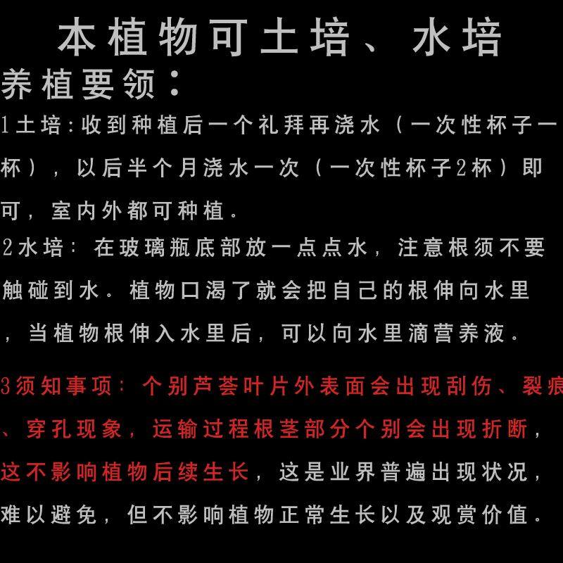 不夜城大芦荟盆栽库拉索芦荟小苗美容灌肤专用食用新鲜水培植物