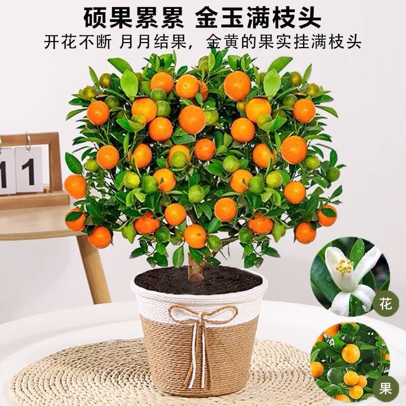 冬季脆皮金桔树盆栽室内客厅带果可食用新中式禅意盆景花卉绿植物
