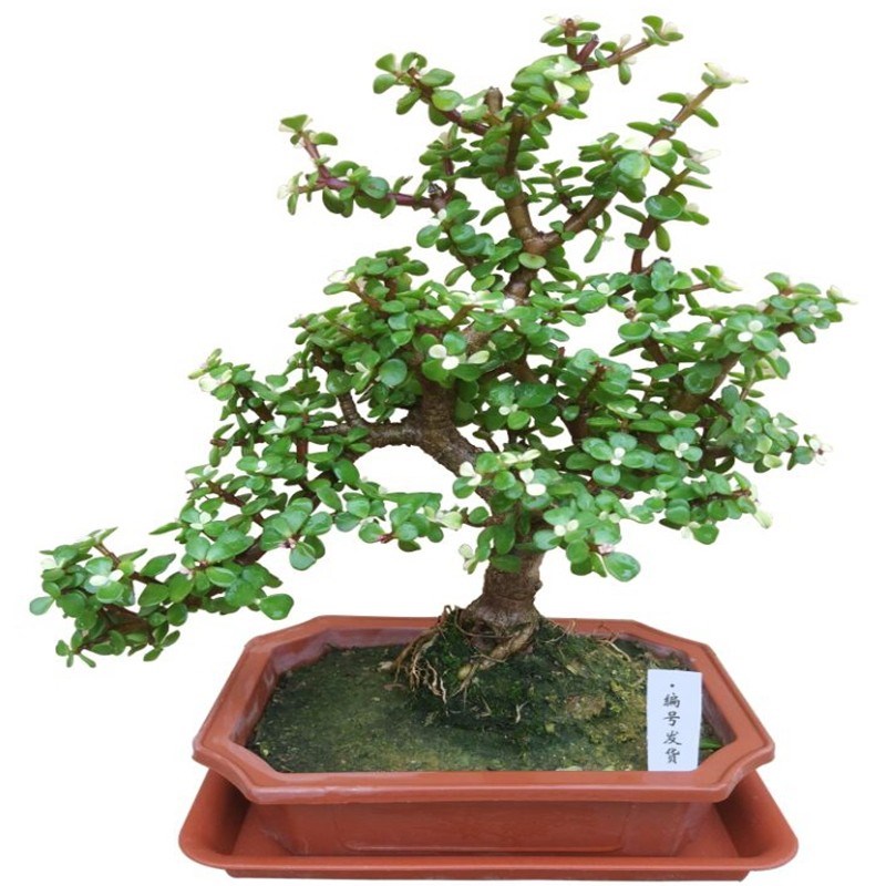 金枝玉叶树桩盆景 花卉盆栽室内阳台多肉植物 带花发货易养易活