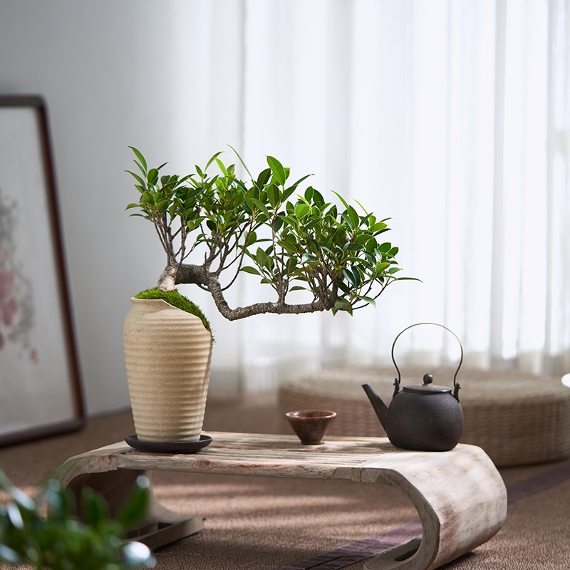 台湾室内榕树盆景老桩 带盆栽四季常青 悬崖造型植物适用阳台书房