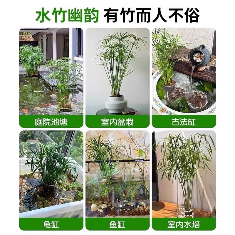 水竹水培植物旱伞草鱼缸造景净化水质水草水生植物鱼池塘龟缸绿植