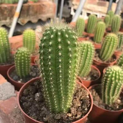 粉桃精灵 毛花柱仙人球仙人掌大花品种阳台庭院绿植盆栽