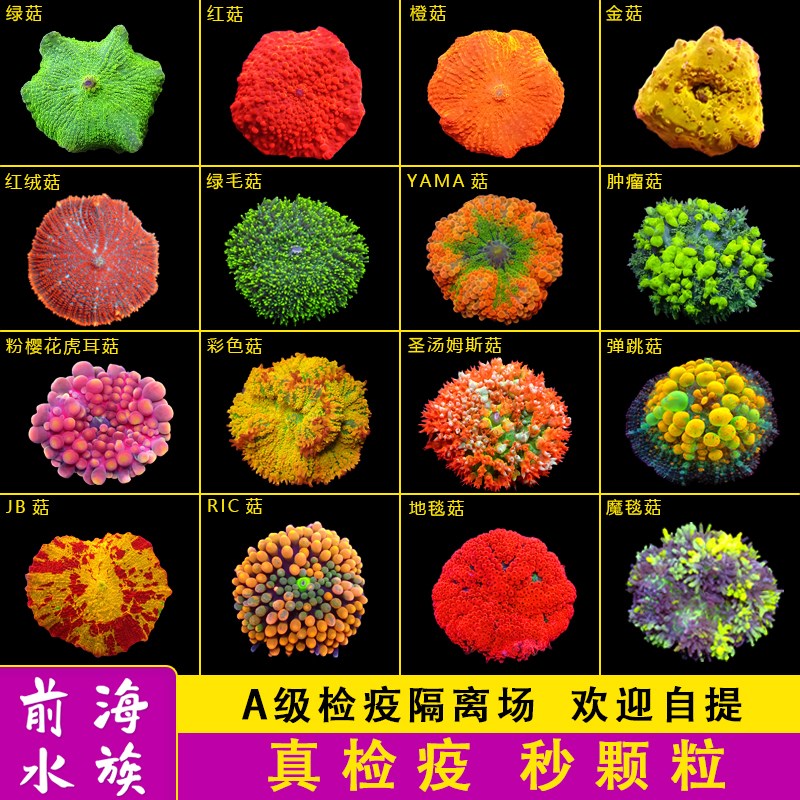 红菇绿菇珊瑚活体蓝橙菇泡泡菇带石弹跳菇JB菇海水鱼观赏鱼海缸