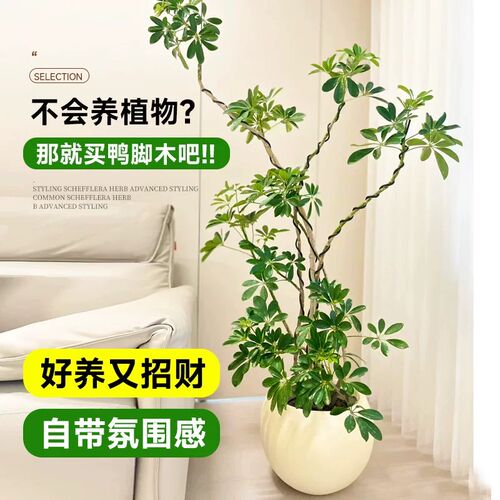 造型鸭脚木客厅大盆栽鸭掌木鹅掌柴室内落地式大型四季常青绿植物