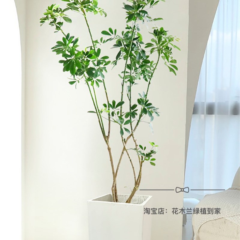 造型鸭掌木盆栽 七叶莲 鸭脚木植物办公室客厅净化空气吸甲醛深圳
