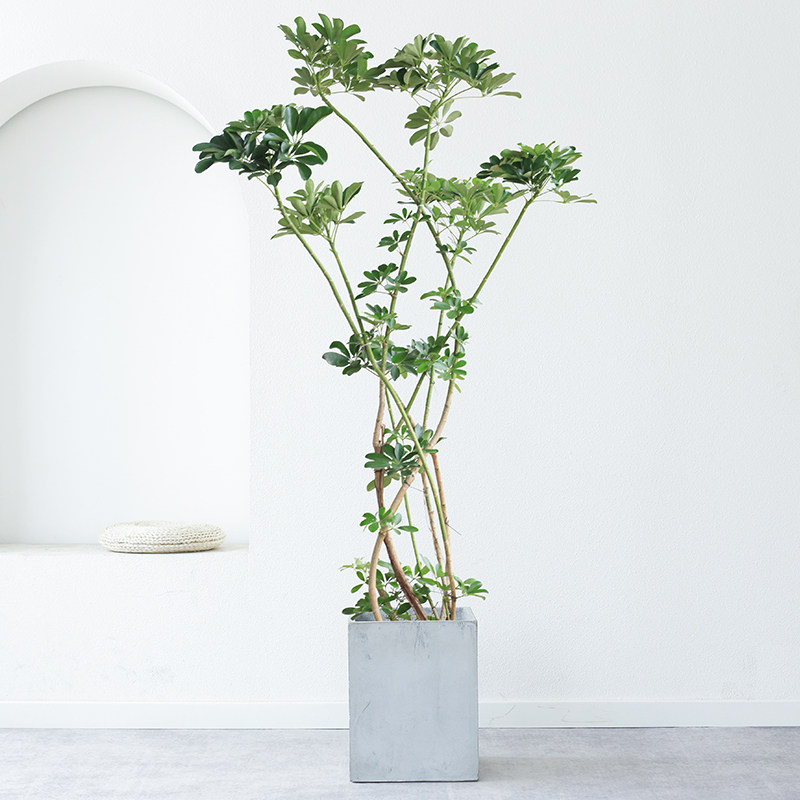 大型老桩鸭脚木网红绿植吸甲醛客厅办公室内植物鸭掌木北欧风盆栽