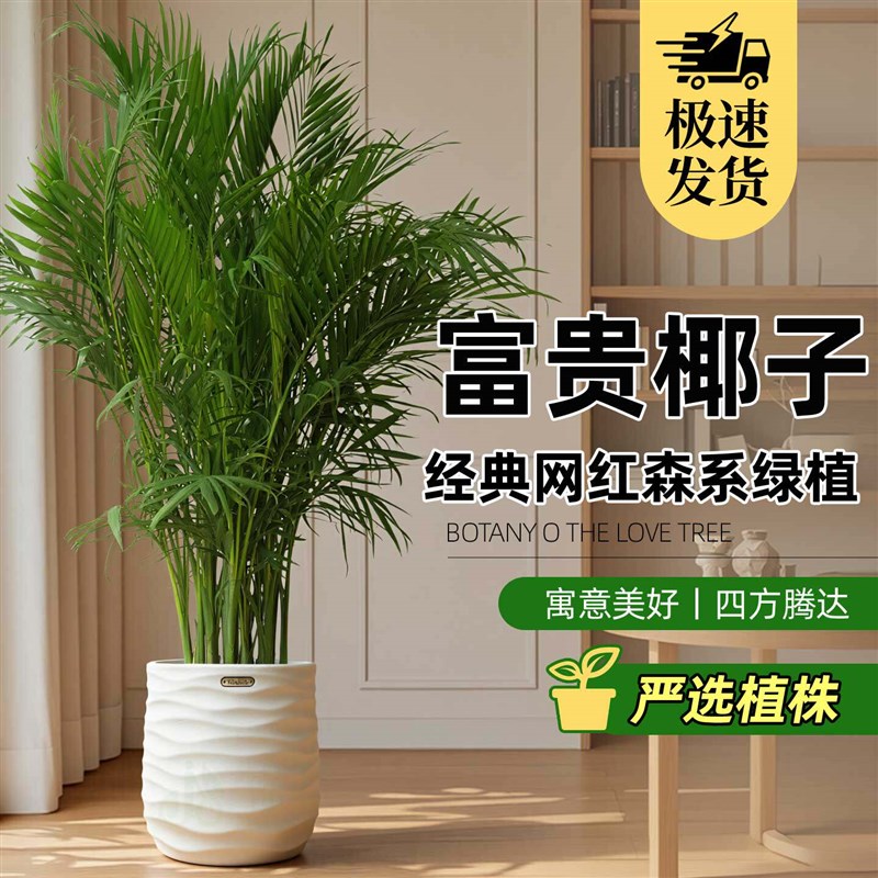 ZB富贵椰子大号客厅高级感凤尾竹散尾葵办公室好养大型盆栽绿植