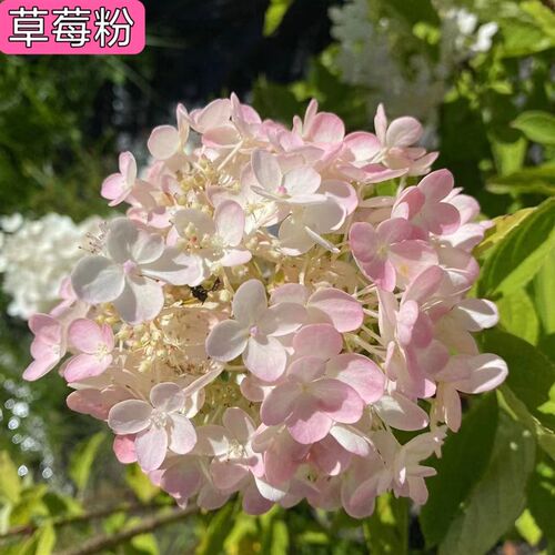 变色大花圆锥绣球花 耐寒多年生木本绣球 庭院楼顶绿植花卉