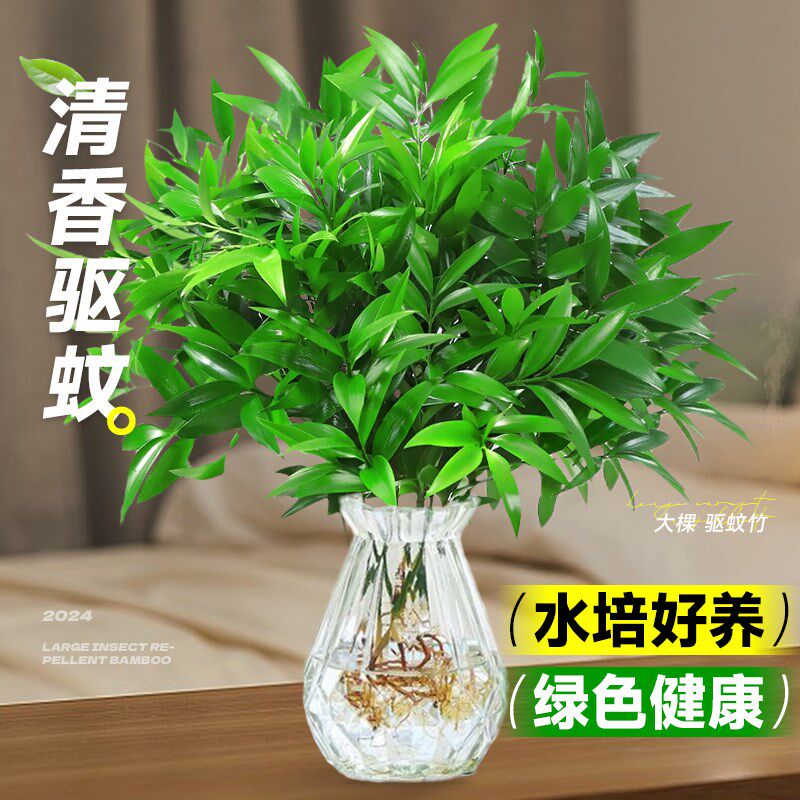驱蚊竹水培祛蚊竹柏植物室内外蚊子克星水养绿植花卉盆栽办公桌面