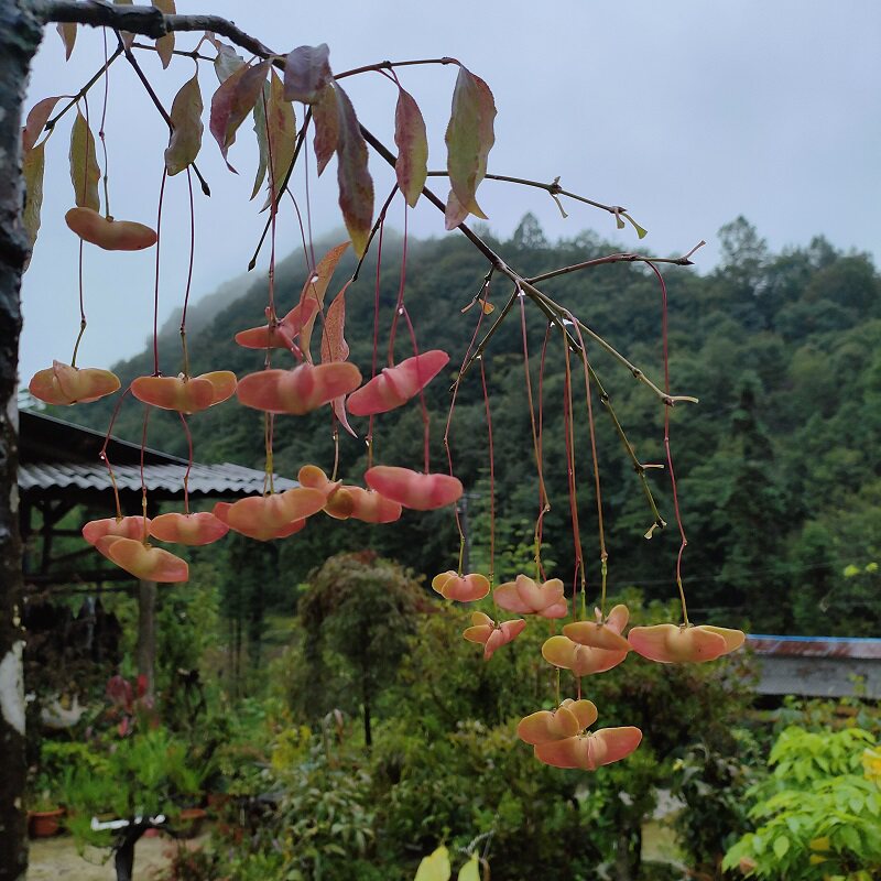 金丝吊蝴蝶树苗金线吊蝴蝶陕西卫矛趣味盆景盆栽春季开花深秋果实