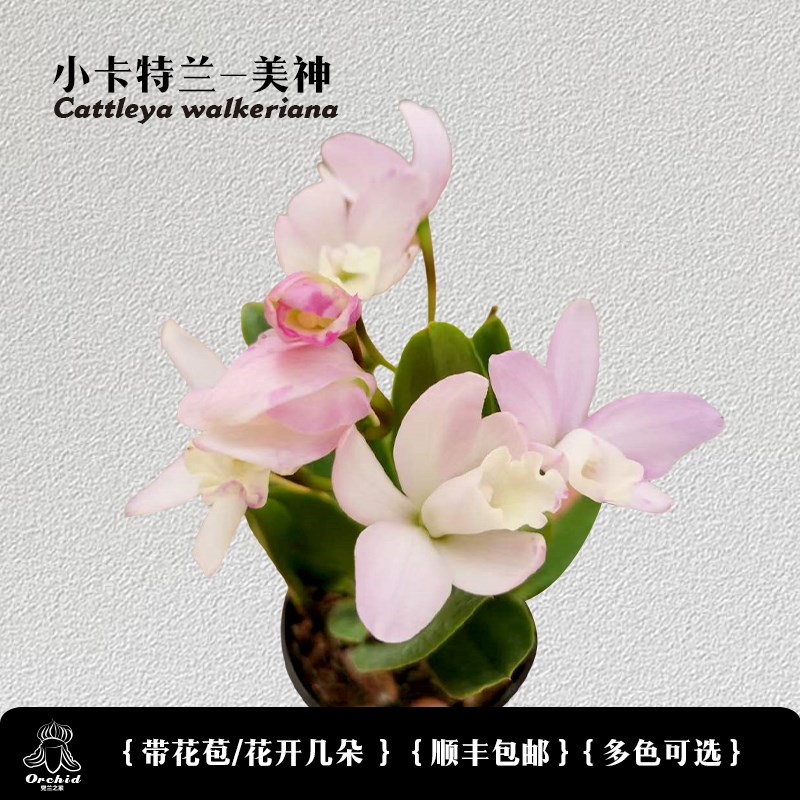 兜兰之家 迷你卡特兰-海洋之星 带花苞 矮种卡特兰洋兰桌面盆栽图片