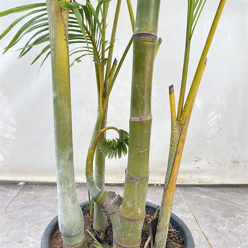 高杆老桩竹子散尾葵地栽凤尾竹大型植物庭院网红占露营庭院阳台