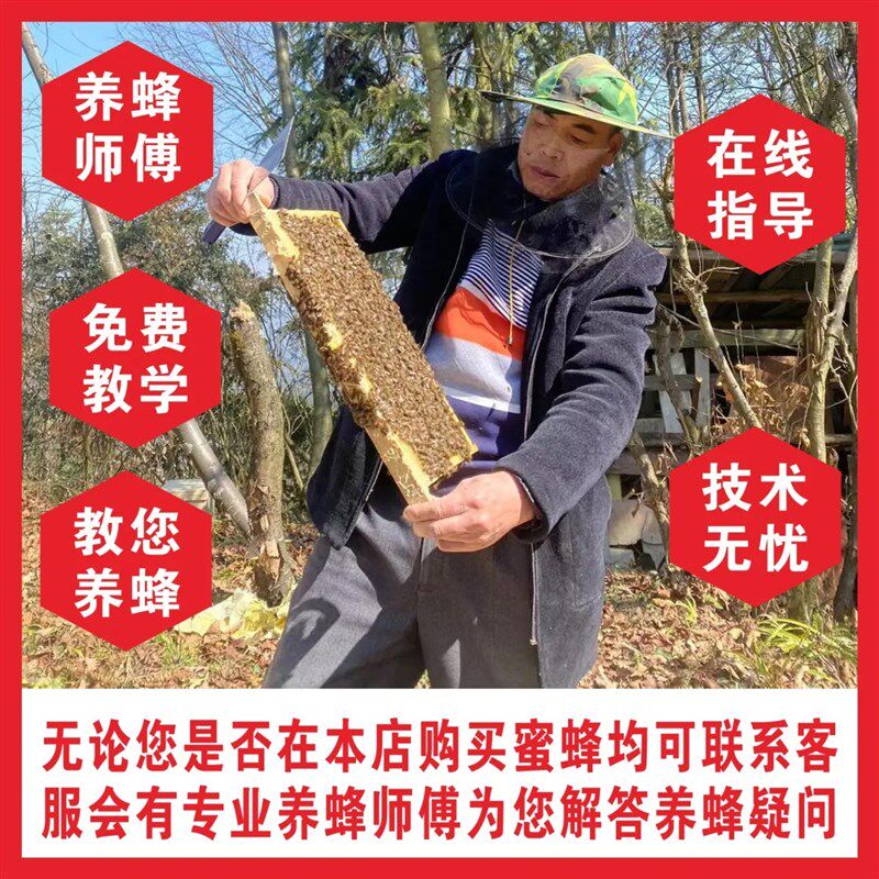中蜜蜂活 群带中蜂蜂王带子脾一窝一整箱出售包邮中蜂蜂群笼蜂群