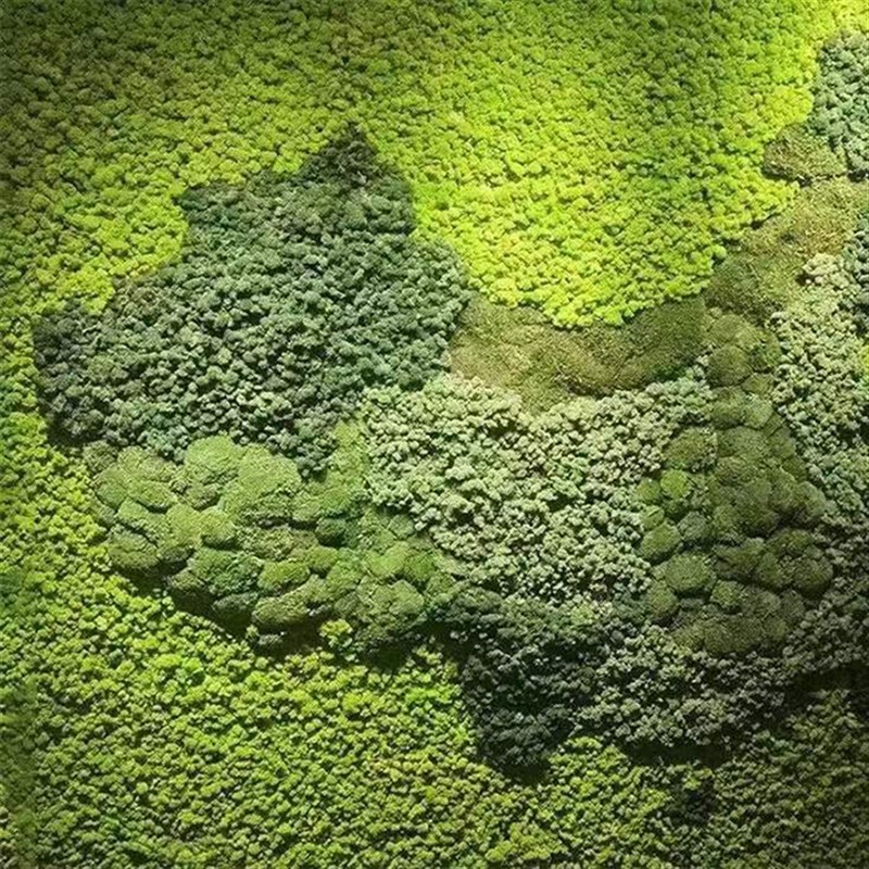 永生苔藓青苔仿真植物白发藓大灰藓室内旱景造景景观石干苔藓绿植