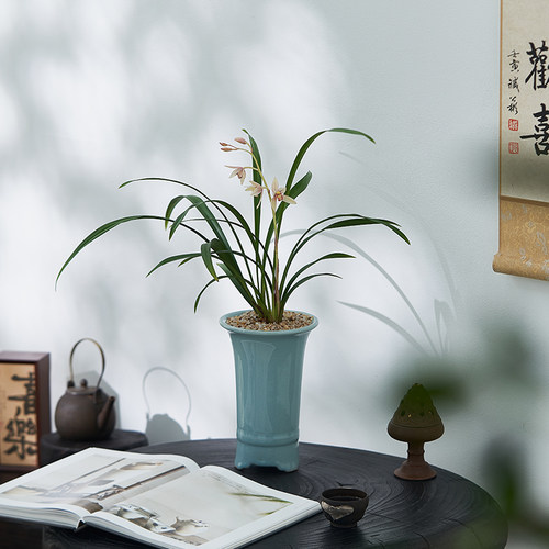 兰花盆栽东方红荷兰花卉室内四季好养活高端国兰盆景名贵建兰绿植
