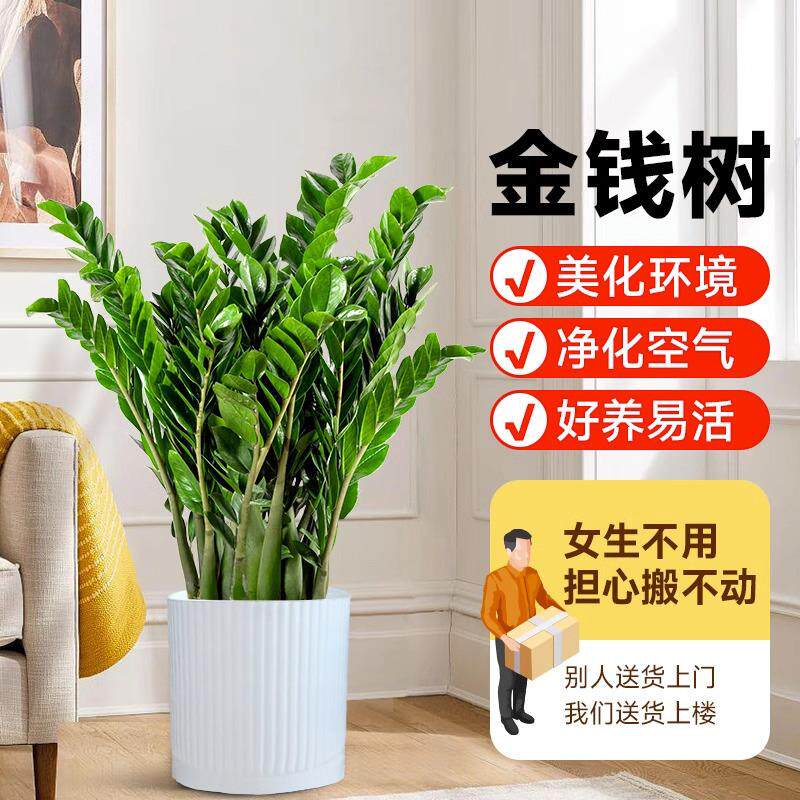 金钱树盆栽植物室内客厅绿植好养招财树花盆摇钱串子