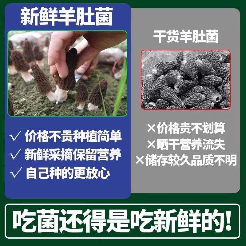羊肚菌菌种蘑菇种植包盆栽儿童可食用阳台室内家庭自种食用菌包袋图片