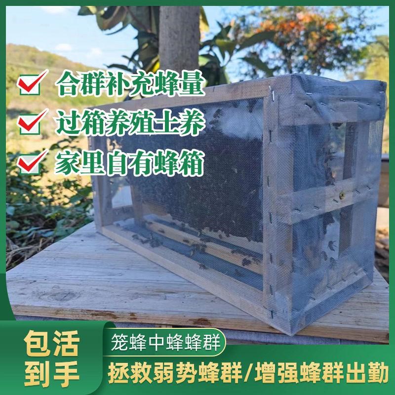 中蜂蜂群带王蜜蜂活养殖带子脾阿坝中蜂带蜂箱中华土蜂出售笼蜂群
