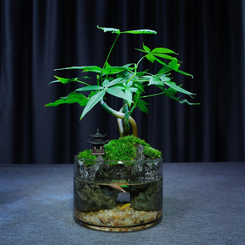 苔藓微景观发财树小盆栽绿植办公室内桌面招财摆件植物盆景送礼物
