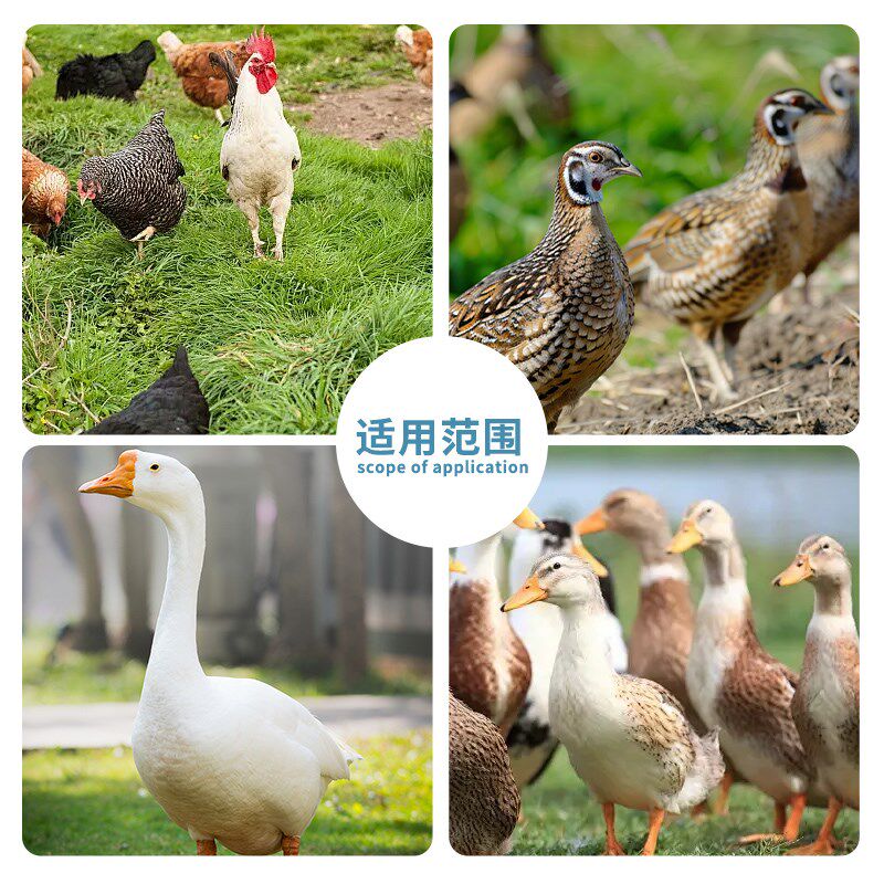 鸡笼周转箱鸭鹅运输筐塑料鸡笼子特大号活鸡周转箱成鸡框养鸡设备