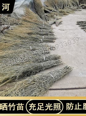 姚河竹枝金枝竹苗竹条扫帚条竹扫把原材料植物竹子毛竹落叶老枝户