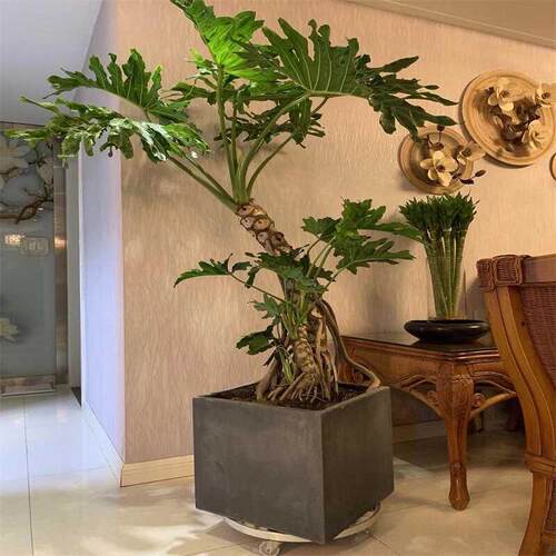 老桩龙鳞春羽盆栽大型绿植室内客厅庭院网红造型办公室植物