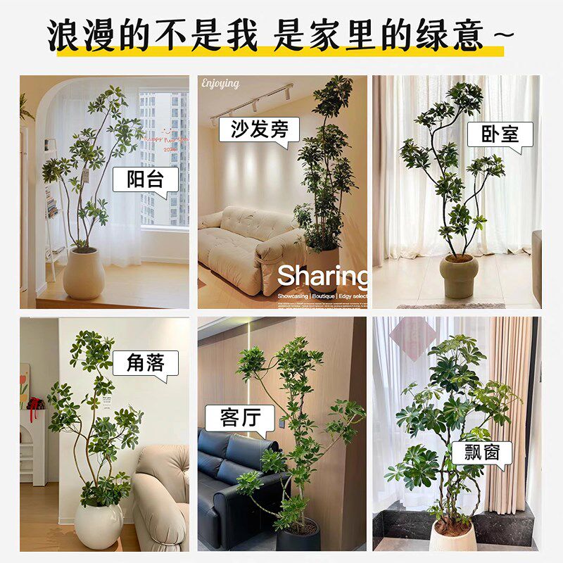 造型鸭脚木客厅大盆栽鸭掌木室内好养落地式大型旺宅真花绿植物