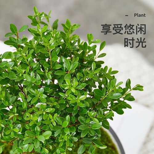 苔藓微景观绿植赤楠九里香客厅室内鱼缸植物办公室桌面创意小盆栽