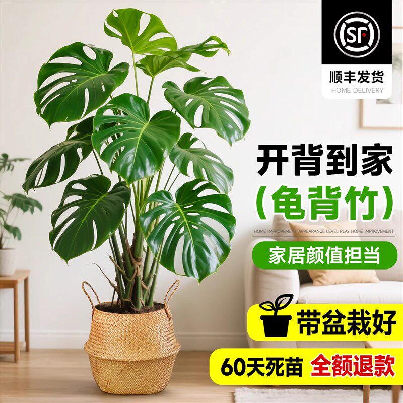 龟背竹客厅大盆栽办公室内大型绿植开背大叶老桩提跟好养活植物