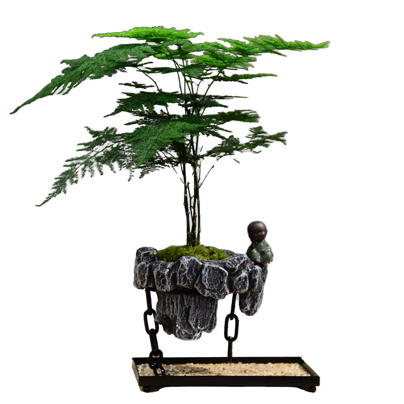 文竹盆栽发财树盆景铁树绿植铁树植物米竹室内好养浮岛艺术悬浮