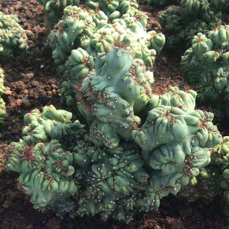 仙人掌罗汉山影拳状态好品相好防辐射多肉植物仙人球自根盆栽花卉