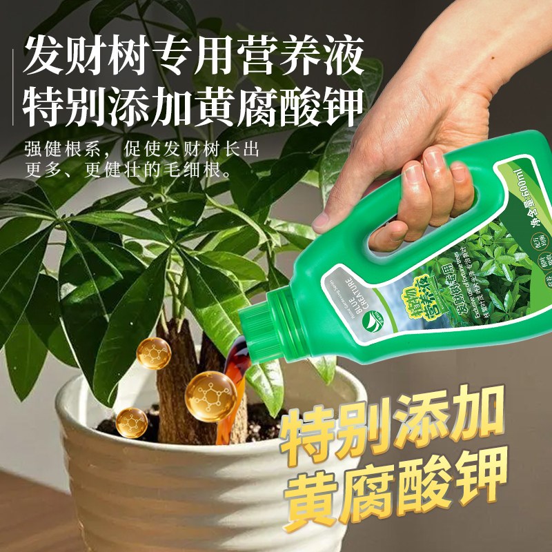 发财树专用营养液防黄叶枯叶烂根专用营养液发财树营养肥有机肥料